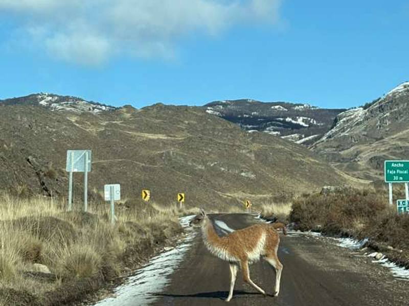 Un guanac creuant una carretera de ripio a la Patagònia xilena